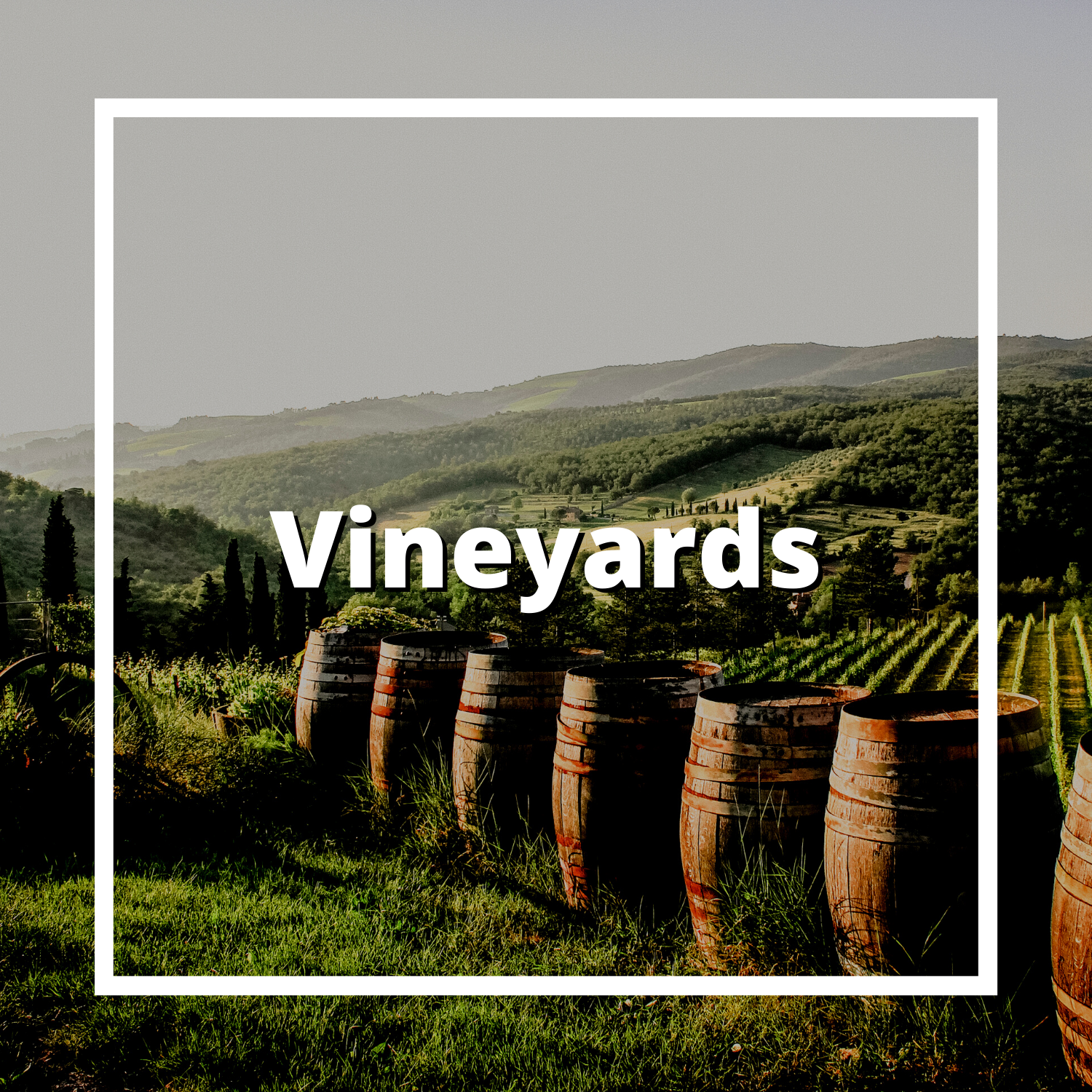 Vineyard, Willamette Valley, Oregon, Wine, Vineyard, Winery, Relax, Leah Hyland, Real Estate Broker